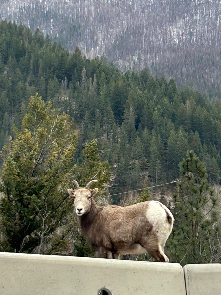STP Banff TOUR OF 2 High Alpine Resorts!
