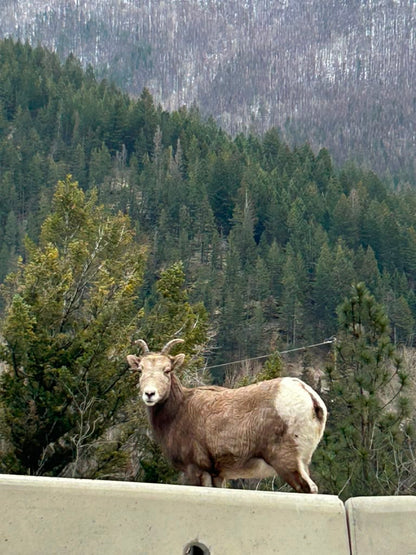 STP Banff TOUR OF 2 High Alpine Resorts!